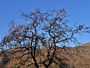 Pizzo di Spino (958 m) da casa-Zogno (300 m) ad anelo il 27 novembre 2020  - FOTOGALLERY